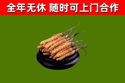 东阳烟酒回收冬虫夏草.jpg